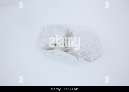 Polarfuchs (Alopex lagopus) im Schnee, Churchill Wildlife Management Area, Churchill, Manitoba, Kanada Stockfoto