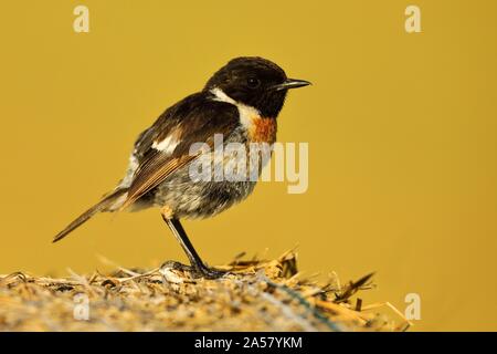 Europäische Schwarzkehlchen (Saxicola rubicola), männlich sitzen auf raw Ballen, Nationalpark Neusiedler See, Burgenland, Österreich Stockfoto