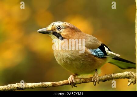 Eurasischen Eichelhäher (Garrulus glandarius), auf Zweig, Wilden, Siegerland, NRW, Deutschland Stockfoto