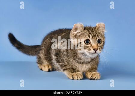 Breedcat American Curl (Felis silvestris catus), Enten, schwarz gestromt, Junge, 10 Wochen, blauer Hintergrund, Österreich Stockfoto