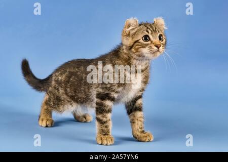 Breedcat American Curl (Felis silvestris catus), stehend, schwarz gestromt, Junge, 10 Wochen, blauer Hintergrund, Österreich Stockfoto