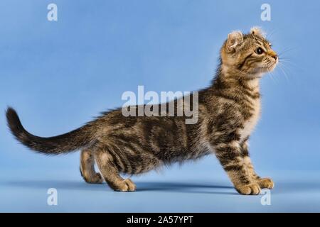 Breedcat American Curl (Felis silvestris catus), erstreckt sich durch, schwarz gestromt, Junge, 10 Wochen, blauer Hintergrund, Österreich Stockfoto