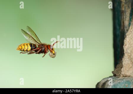 Europäische Hornisse (Vespa crabro), Arbeiter fliegt mit Baumaterial zu nisten, Siegerland, NRW, Deutschland Stockfoto