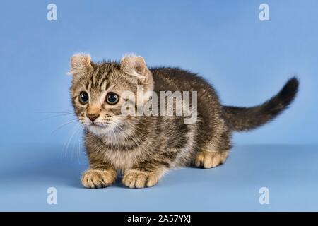 Breedcat American Curl (Felis silvestris catus), Enten, schwarz gestromt, Junge, 10 Wochen, blauer Hintergrund, Österreich Stockfoto