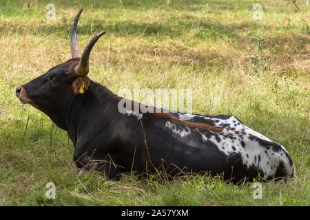 Texas Longhorn (Bos taurus), Stier im Gras liegend, Bayern, Deutschland Stockfoto