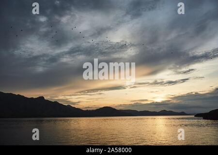 Flughunde (Pteropodidae) fliegen in der Dämmerung an der Küste mit Berg Silhouette, Komodo, Indonesien Stockfoto