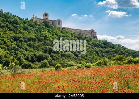 Mohn Wiese, Kloster und Basilika San Francesco, Assisi, Provinz Perugia, Umbrien, Italien Stockfoto