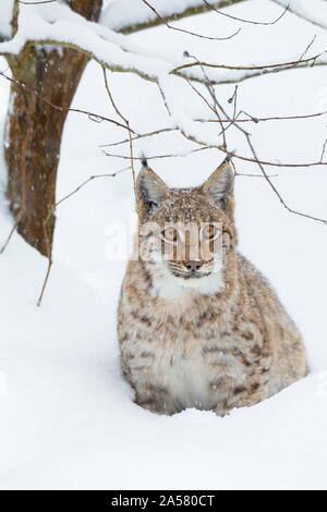 Luchs (Lynx lynx), sitzend im Schnee, Nationalpark Bayerischer Wald, Bayern, Deutschland Stockfoto