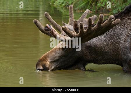 Elch (Alces alces), Bull elk im Wasser, trinken, Captive, Deutschland Stockfoto