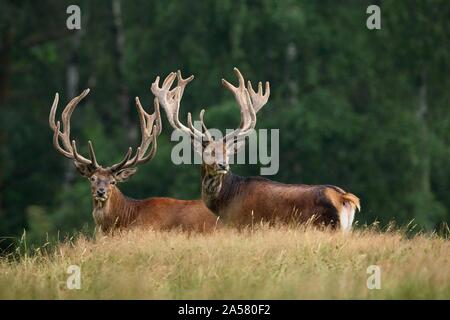 Zwei Rotwild (Cervus elaphus), Deutschland Stockfoto