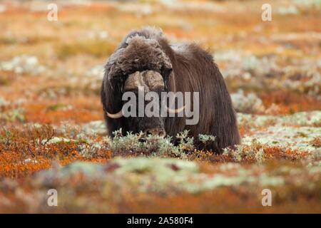 Muskox (Ovibos moschatus) im Herbst Tundra, sunndalsfjella Nationalpark Dovrefjell, Norwegen Stockfoto