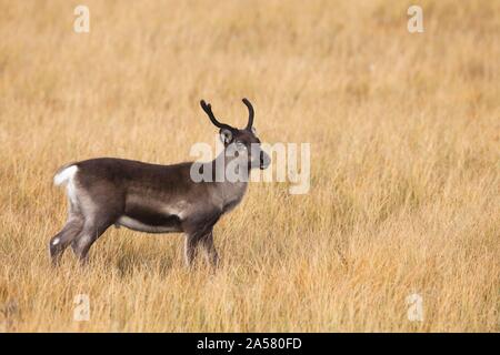 Europäische Rentier (Rangifer tarandus tarandus), im Gras stehen, Schweden Stockfoto