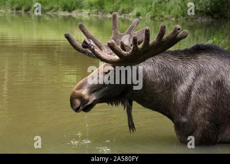 Elch (Alces alces), Bull elk im Wasser, Captive, Deutschland Stockfoto