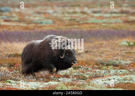 Muskox (Ovibos moschatus), Wandern im Herbst Tundra, sunndalsfjella Nationalpark Dovrefjell, Norwegen Stockfoto