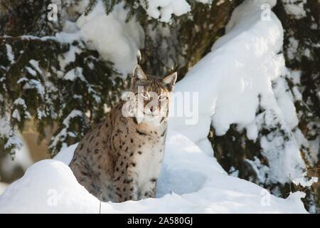 Luchs (Lynx lynx), sitzend im Schnee, Nationalpark Bayerischer Wald, Bayern, Deutschland Stockfoto