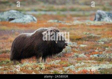 Muskox (Ovibos moschatus), im Herbst Tundra stehend, sunndalsfjella Nationalpark Dovrefjell, Norwegen Stockfoto