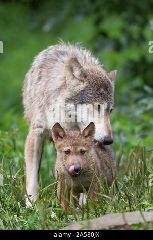 Algonquin Wölfe (Canis lupus lycaon), Erwachsene lecken Pup im Regen, Captive, Deutschland Stockfoto