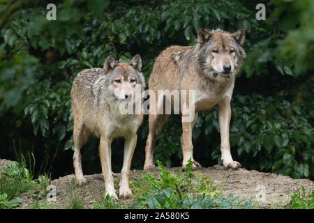 Algonquin Wölfe (Canis lupus lycaon), zwei Erwachsene, Captive, Deutschland Stockfoto