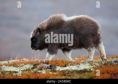 Muskox (Ovibos moschatus), jungen Wandern im Herbst Tundra, sunndalsfjella Nationalpark Dovrefjell, Norwegen Stockfoto