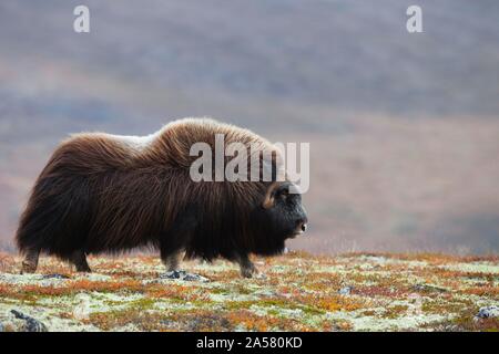 Muskox (Ovibos moschatus), Wandern im Herbst Tundra, sunndalsfjella Nationalpark Dovrefjell, Norwegen Stockfoto