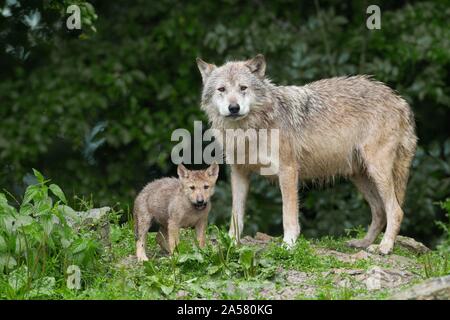 Algonquin Wölfe (Canis lupus lycaon), Erwachsener mit Pup im Regen, Captive, Deutschland Stockfoto