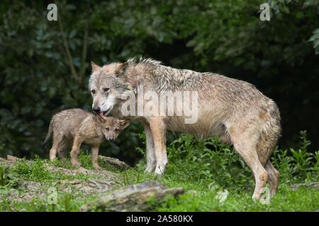 Algonquin Wölfe (Canis lupus lycaon), Erwachsene lecken Pup im Regen, Captive, Deutschland Stockfoto