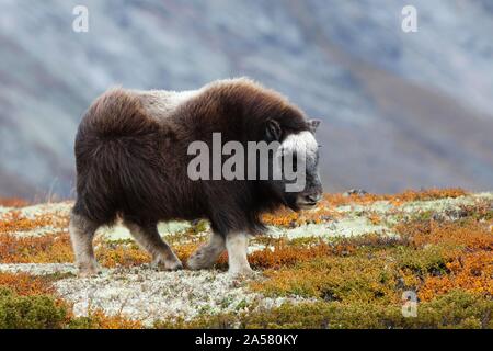 Muskox (Ovibos moschatus), jungen Wandern im Herbst Tundra, sunndalsfjella Nationalpark Dovrefjell, Norwegen Stockfoto