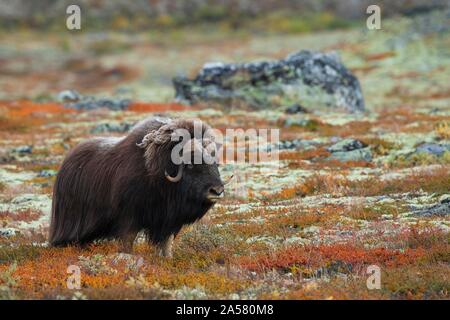 Muskox (Ovibos moschatus), im Herbst Tundra stehend, sunndalsfjella Nationalpark Dovrefjell, Norwegen Stockfoto