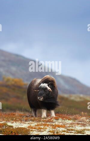 Muskox (Ovibos moschatus), im Herbst die Tundra, sunndalsfjella Nationalpark Dovrefjell, Norwegen Stockfoto