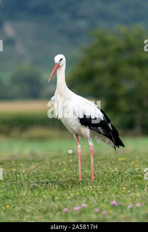 Weißstorch (Ciconia ciconia), alte Vogel steht auf einer Wiese, Colmar, Elsass, Frankreich Stockfoto