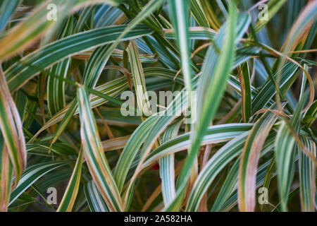 Bild eines breiten länglichen grünen Aon weiß gestreifte Schilf, mit Variationen im Fokus depthe zwischen Bildern Stockfoto