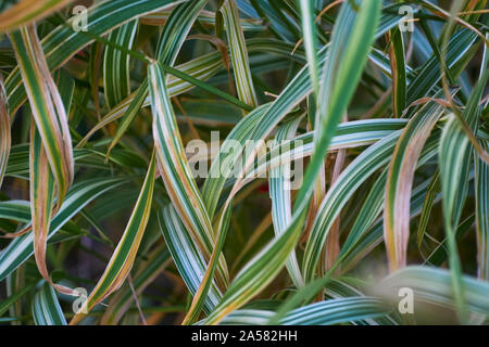 Bild eines breiten länglichen grünen Aon weiß gestreifte Schilf, mit Variationen im Fokus depthe zwischen Bildern Stockfoto