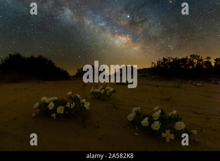 Vogelkäfig Nachtkerzenöl (Oenothera canescens) in der Wüste unter freiem Sternenhimmel in der Nacht, Joshua Tree National Park, Kalifornien, USA Stockfoto