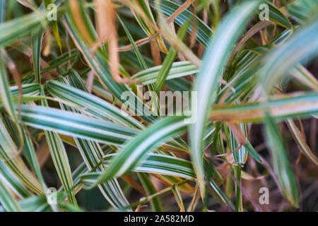 Bild eines breiten länglichen grünen Aon weiß gestreifte Schilf, mit Variationen im Fokus depthe zwischen Bildern Stockfoto