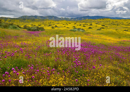 Coreopsis Gelb und Lila Eulen Klee (Castilleja Exserta) Wildblumen in Wiese, Carrizo Plain National Monument, Kalifornien, USA Stockfoto