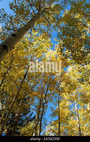 Aspen Bäume drehen Golden im Herbst Stockfoto