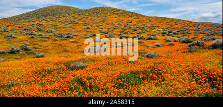 Landschaft mit sanften Hügeln und blühenden orange California Poppies (Eschscholzia californica), Antelope Butte, Antelope Valley California Poppy finden, Kalifornien, USA Stockfoto