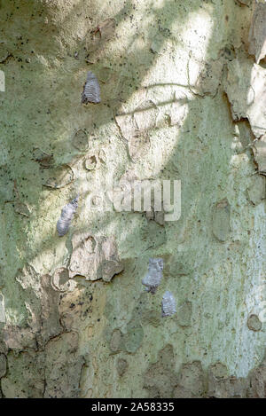 Gefleckte LANTERNFLY EI MASSE (LYCORMA DELICATULA) auf MAULBEERFEIGENBAUM, Pennsylvania Stockfoto