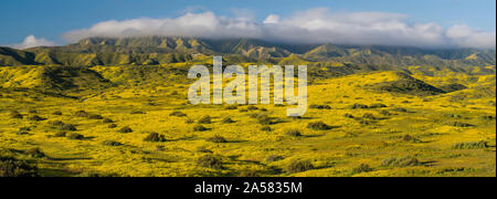 Landschaft mit sanften Hügeln und blühenden gelben Wildblumen, Caliente, Carrizo Plain National Monument, Kalifornien, USA Stockfoto