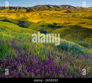 Landschaft mit Hügeln von Caliente Reichweite und gelben Coreopsis und lila Eulen Klee (Castilleja Exserta) Blumen, Carrizo Plain National Monument, Kalifornien, USA Stockfoto