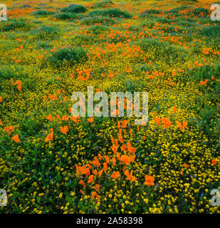 Gelbe Kalifornien Goldfields (Lasthenia californica) und orange California Poppies (Eschscholzia californica) in der Wiese, Antelope Butte, Antelope Valley California Poppy finden, Kalifornien, USA Stockfoto
