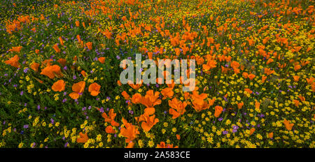 Gelbe Kalifornien Goldfields (Lasthenia californica) und orange California Poppies (Eschscholzia californica) in der Wiese, Antelope Butte, Antelope Valley California Poppy finden, Kalifornien, USA Stockfoto