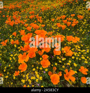 Gelbe Kalifornien Goldfields (Lasthenia californica) und orange California Poppies (Eschscholzia californica) in der Wiese, Antelope Butte, Antelope Valley California Poppy finden, Kalifornien, USA Stockfoto