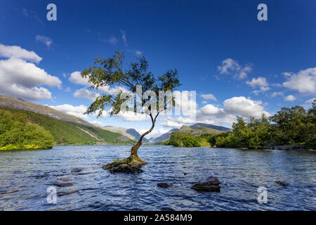 Einsamer Baum in den Gewässern der Llyn Padarn, Snowdonia, Llanberis, North Wales Stockfoto