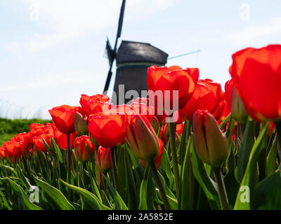 Nahaufnahme von roten Tulpen im Feld gegen Windmühle, Obdam, Nord Holland, Niederlande Stockfoto