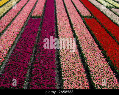 Landschaft mit bunten Tulpenfeld, Nord Holland, Niederlande Stockfoto