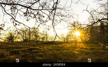 Landschaft der Boberger Dünen bei Sonnenuntergang im Winter Stockfoto