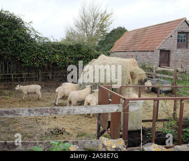 Oktober 2019 - Hof Schaf grasend, die aus einer Zuführung Stockfoto