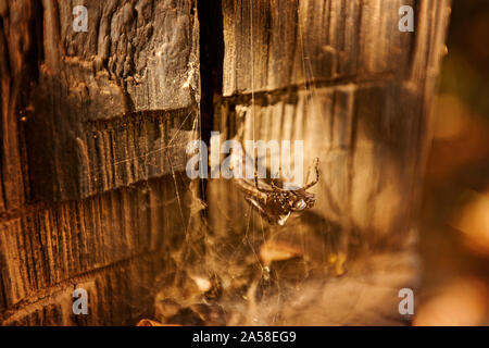 Eidechse in einer Spinne gefangen, der Körper einer getrockneten Eidechse in ein Netz verstrickt Stockfoto