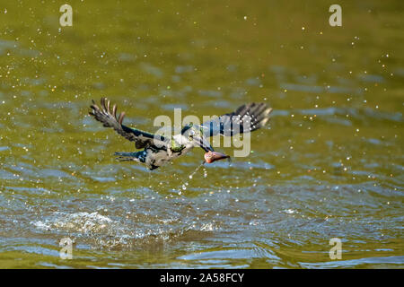 Eisvogel mit Fisch Stockfoto